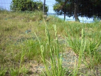 カモガヤ2006A