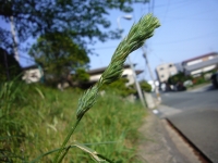 カモガヤ2006A