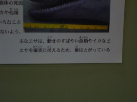 朱筆いれちゃうぞよ